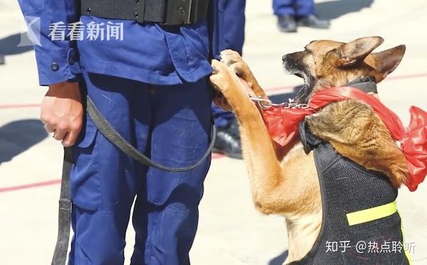 搜救犬光荣退役 扒着训导员衣角不愿离开 知乎