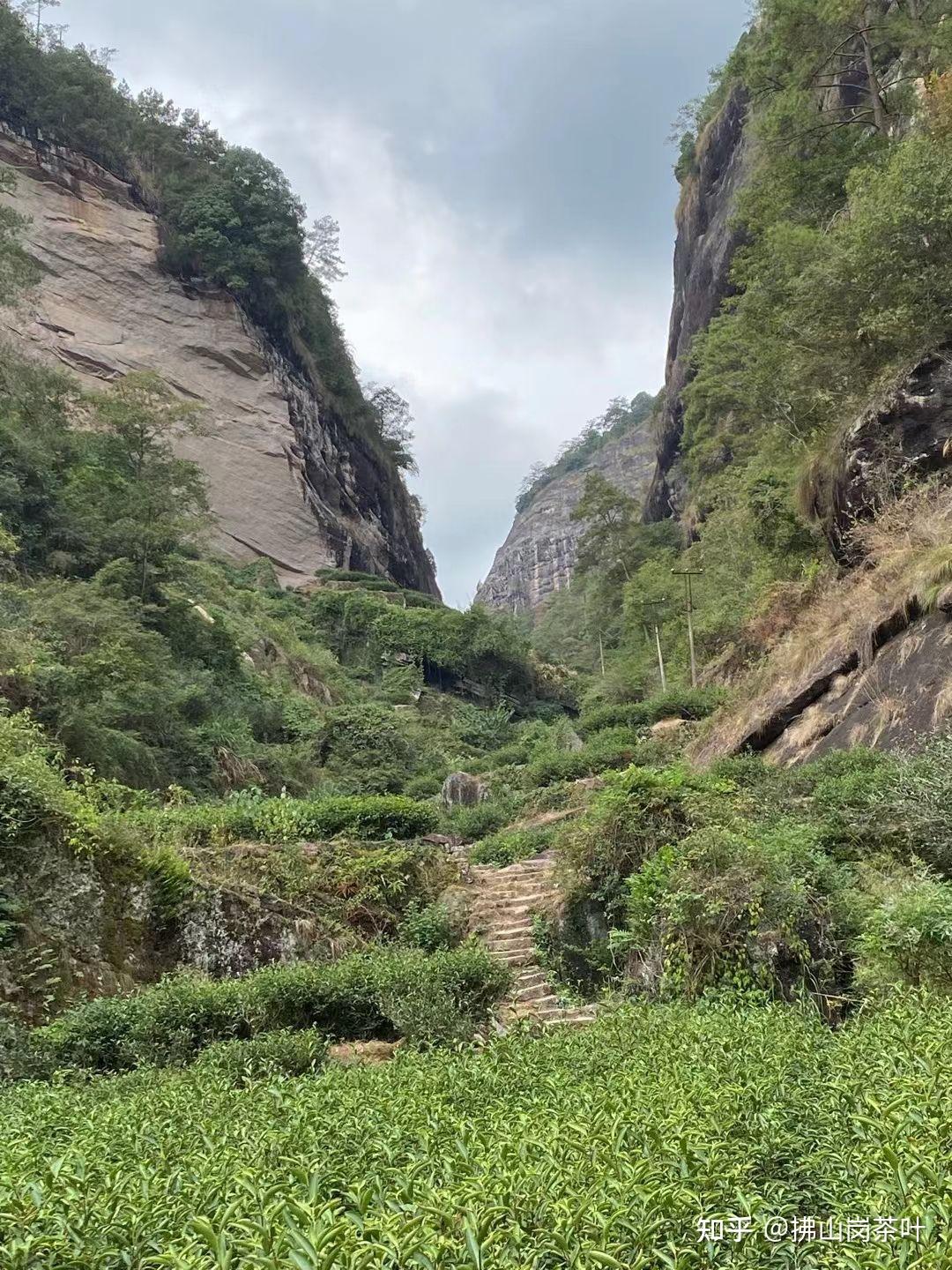 武夷岩茶核心山场 牛栏坑 三坑两涧之一 - 知乎