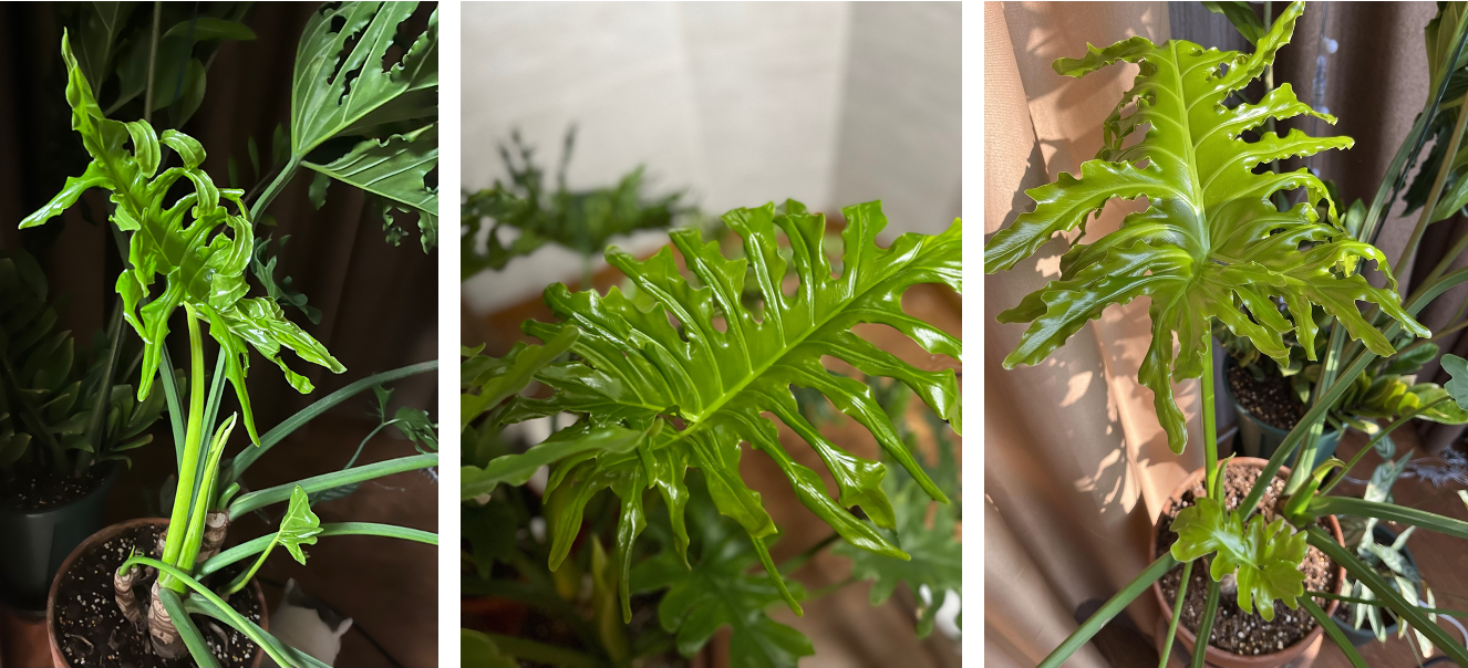 如何让迷人的植物“春羽”长势凶猛?|家居植物养护02 - 知乎