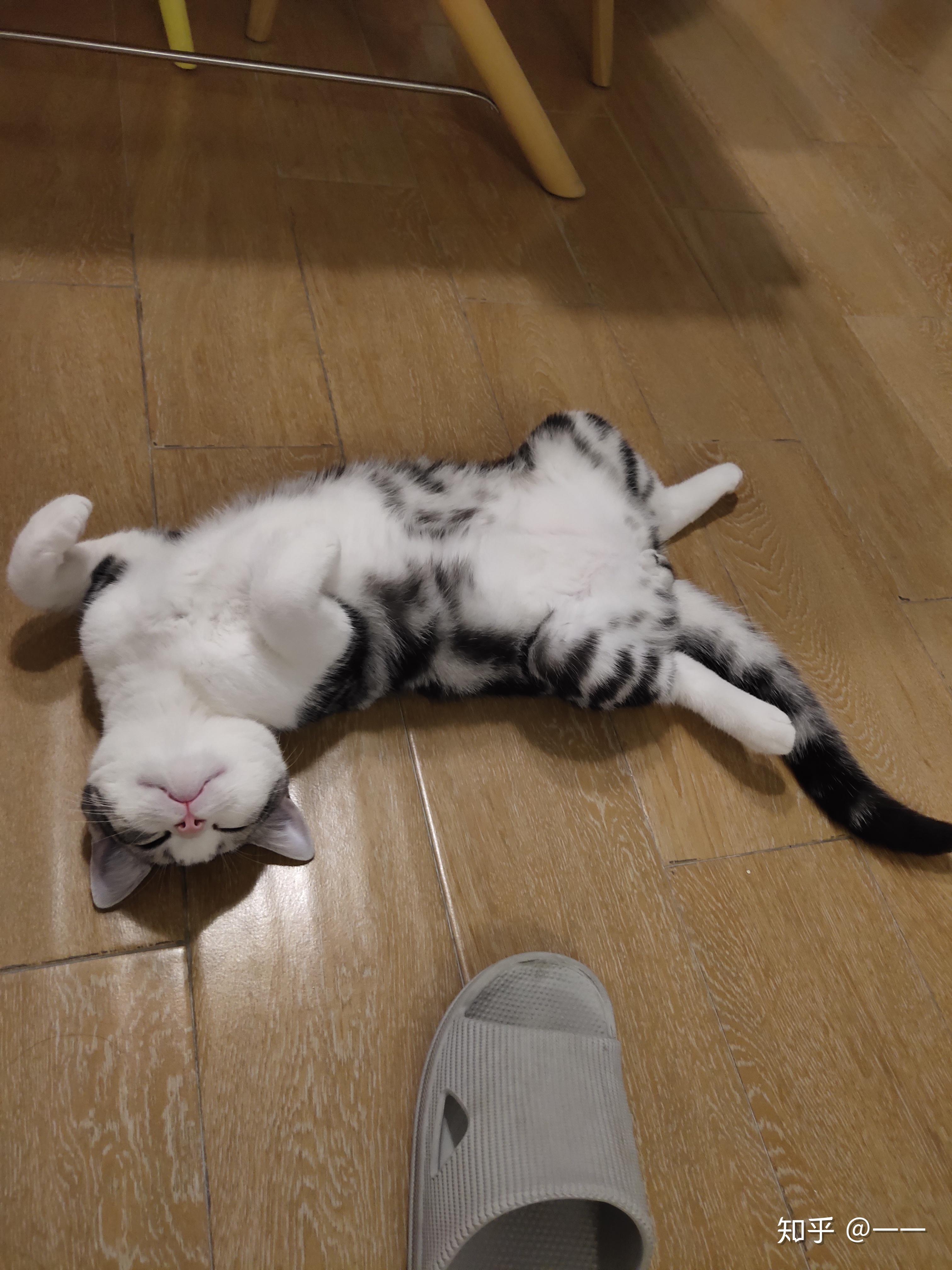 猫咪仰面朝天睡是表达信任了吗? - 知乎