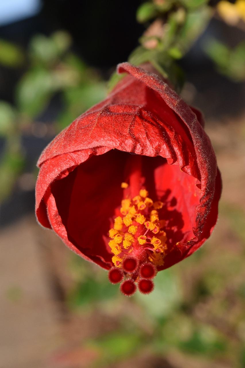 4. 芙蓉景观设计