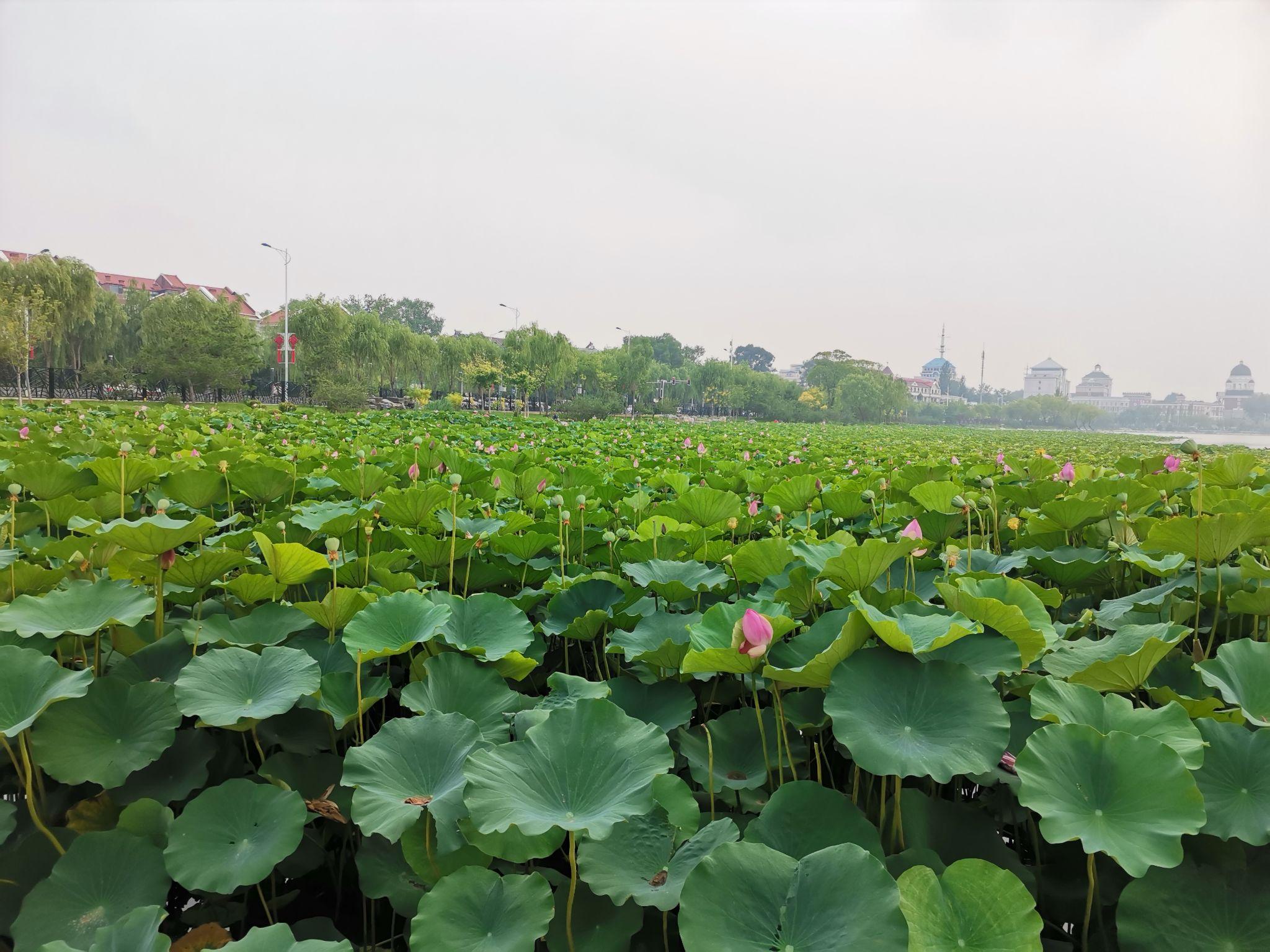 夏秋之交,应该注意什么? - 知乎