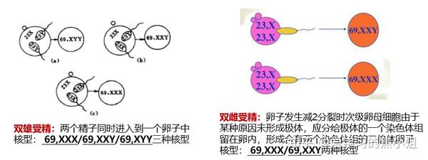 染色体组成什么原因造成的染色体异常 学习岛