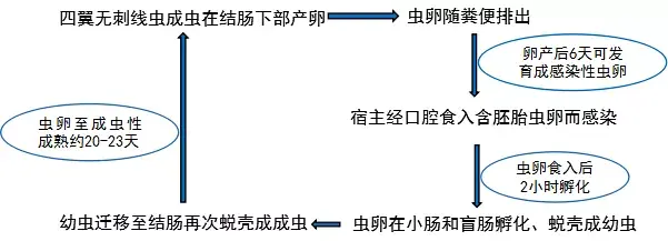 蛲虫生活史循环图图片