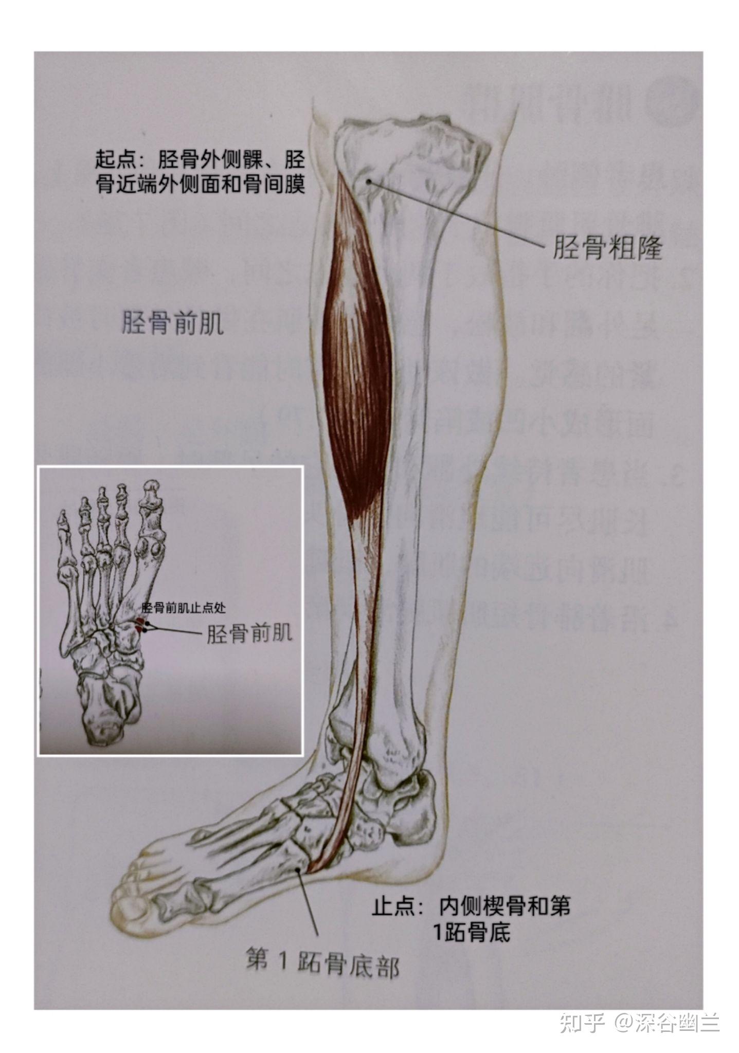 足弓肌肉解剖图图片