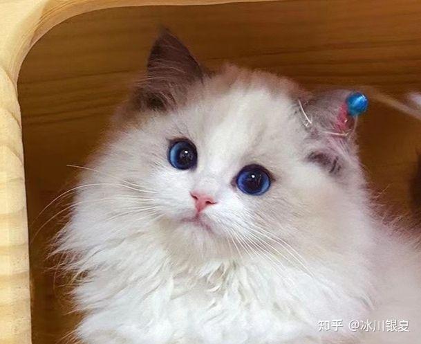 为什么大家都在说intp是猫? - 知乎