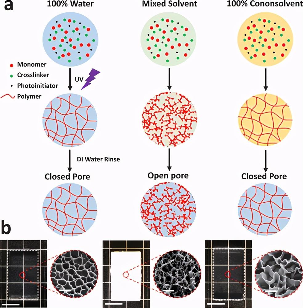 ucla贺曦敏先进材料可调节的类似海绵的分层多孔水凝胶