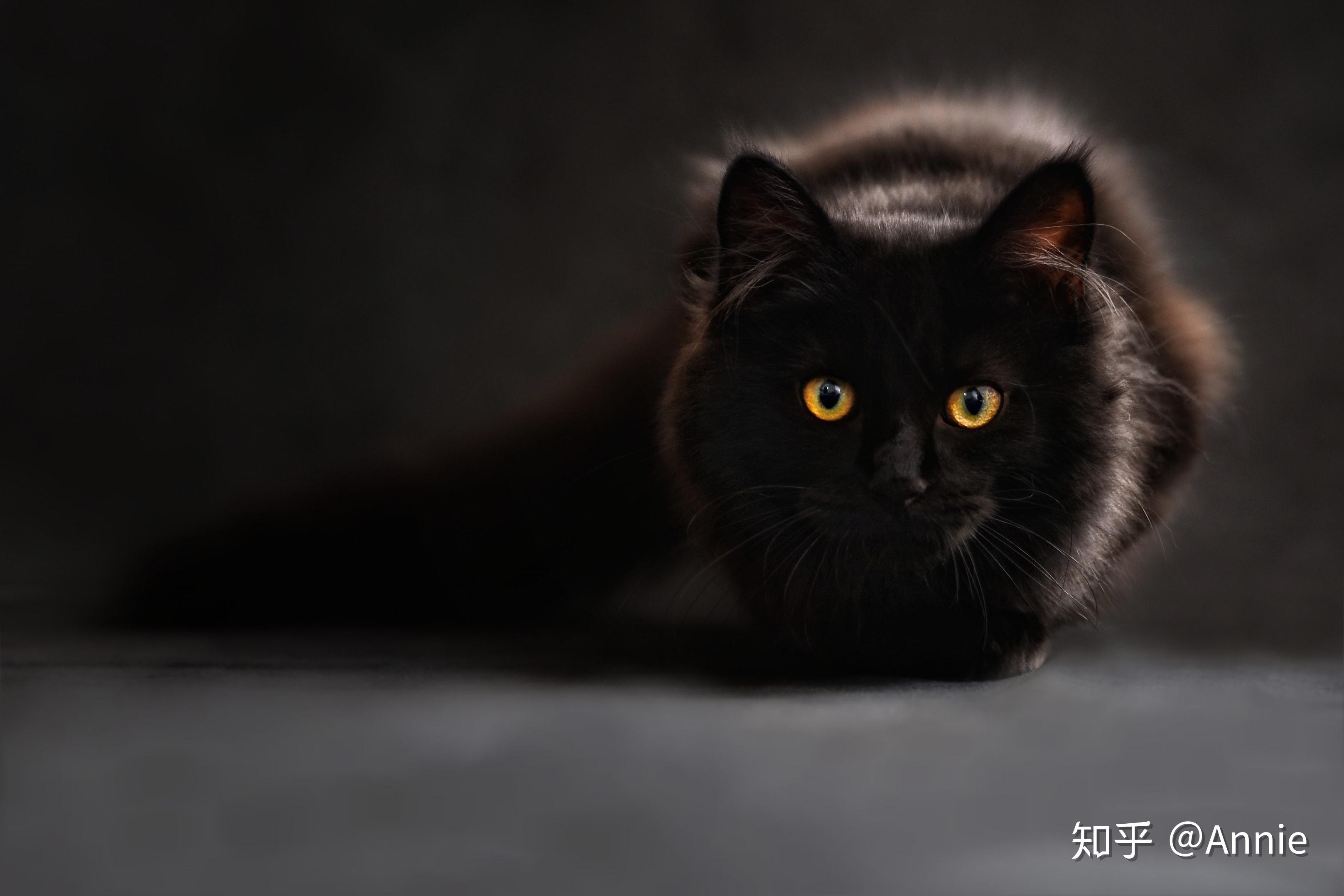 有没有好看的猫咪壁纸或头像
