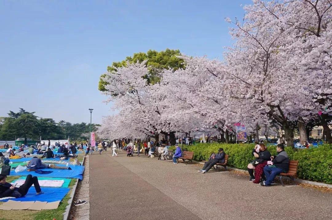 鶴舞公園74名古屋港水族館74名古屋樂高樂園鶴舞公園若是春季來玩