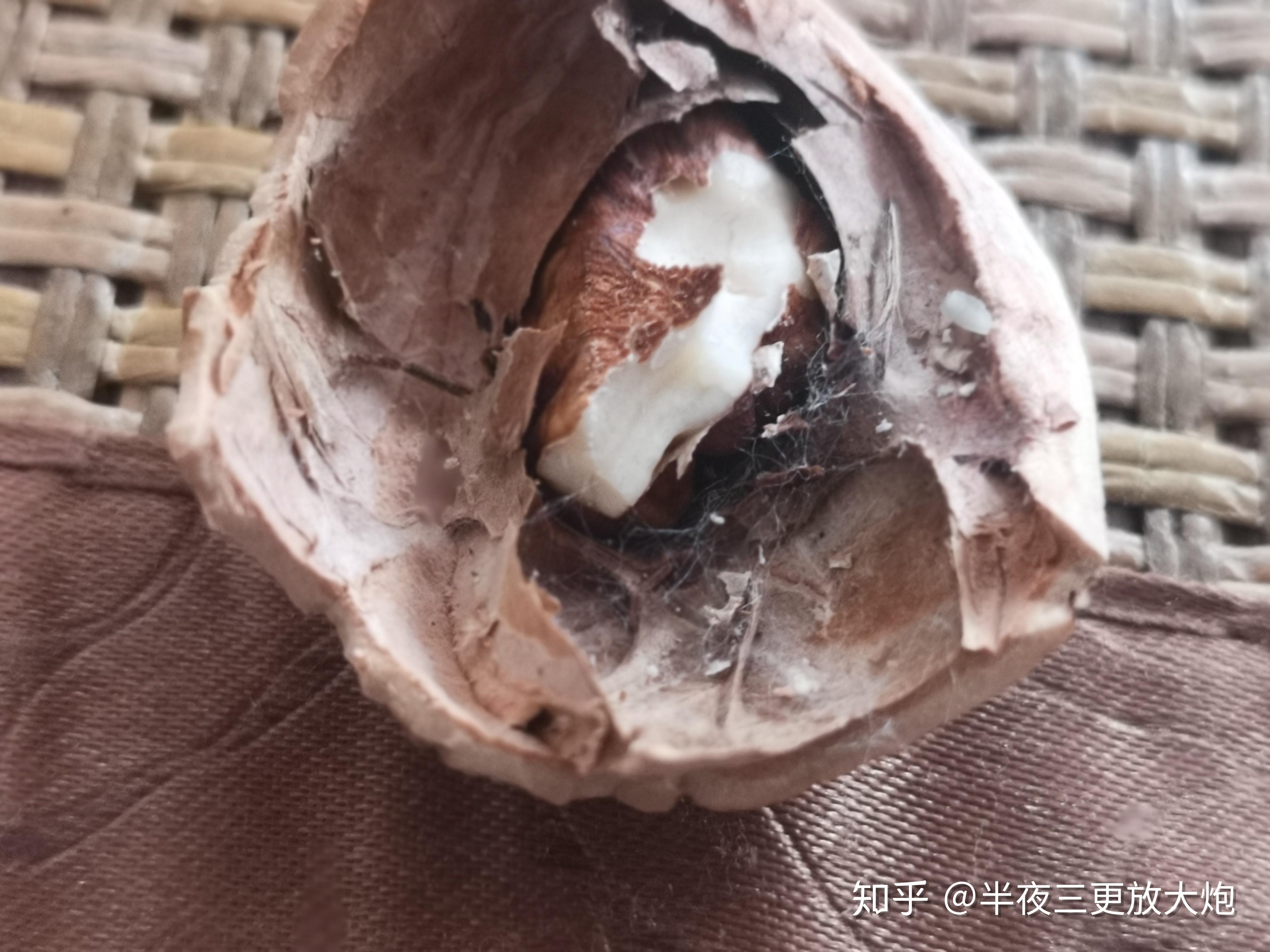 核桃里面这种白毛是什么?发霉了吗?能吃么? 