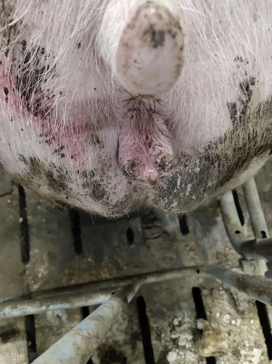 母猪发情的时候,它的水门是紫红色,有褶皱,会流出浓稠的粘液,粘液可以