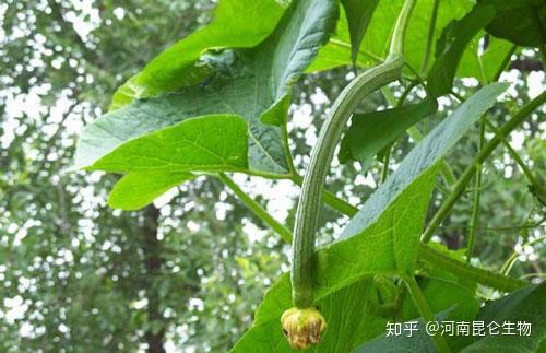 丝瓜黄叶死苗烂根如何处理丝瓜叶枯叶霉病用什么好丝瓜重茬根腐咋整