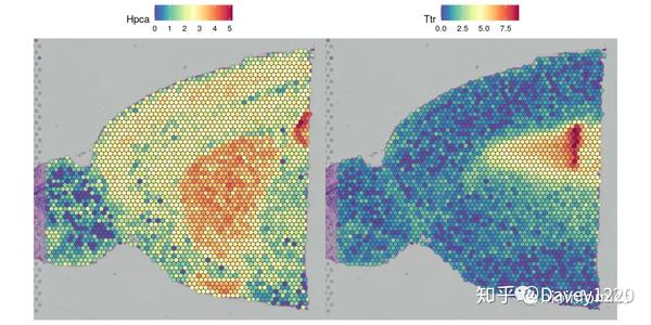 Seurat包学习笔记（三）：Analysis Of Spatial Datasets - 知乎