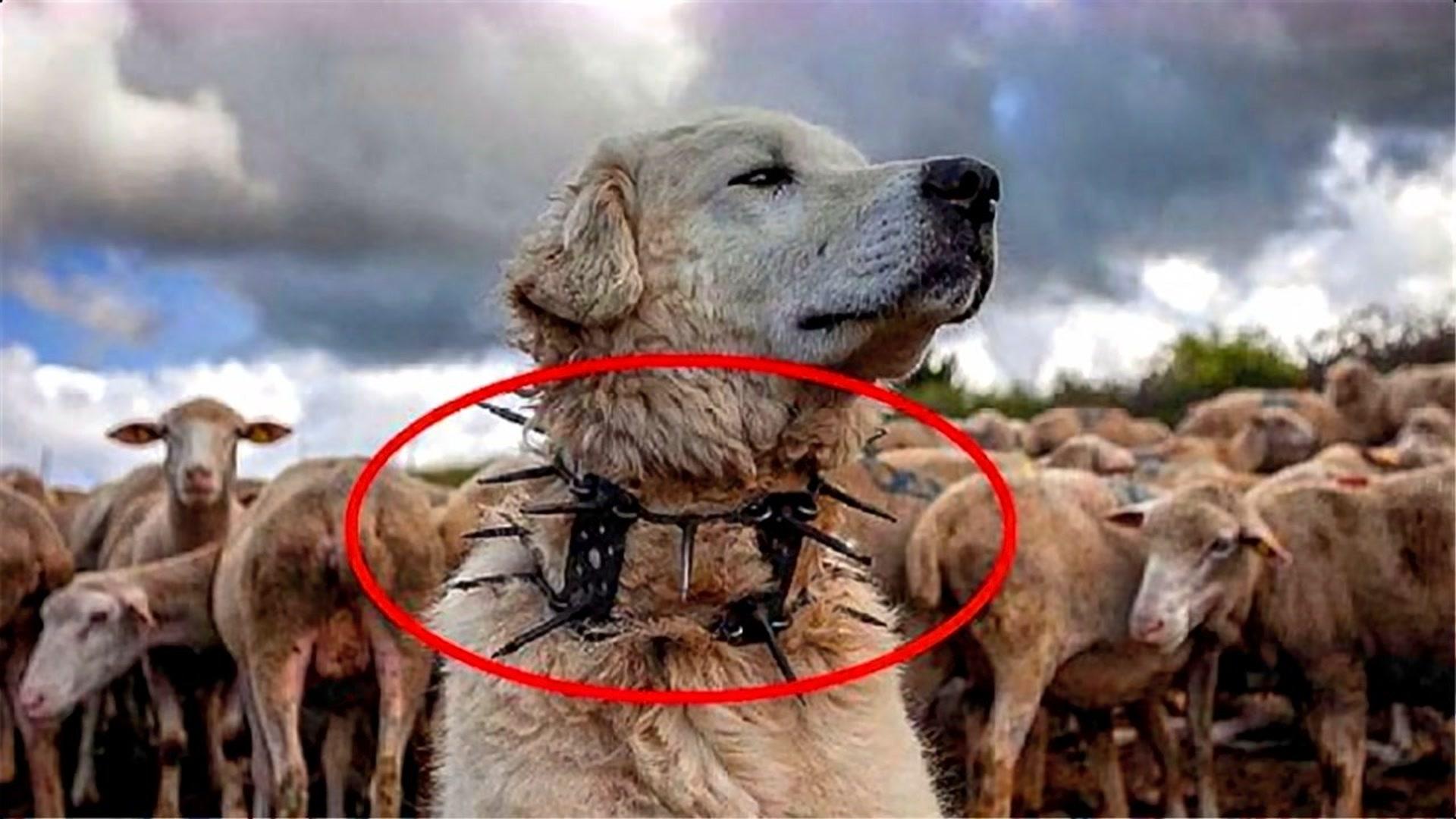 牧民为保护牲畜动手制作防狼圈狼群都不知从哪下嘴