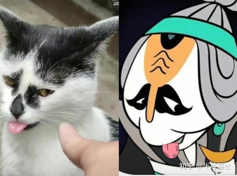 男子花25元被猫咖“头牌”丑哭，丑猫一般不看，丑成这样真得看看了！！ - 知乎