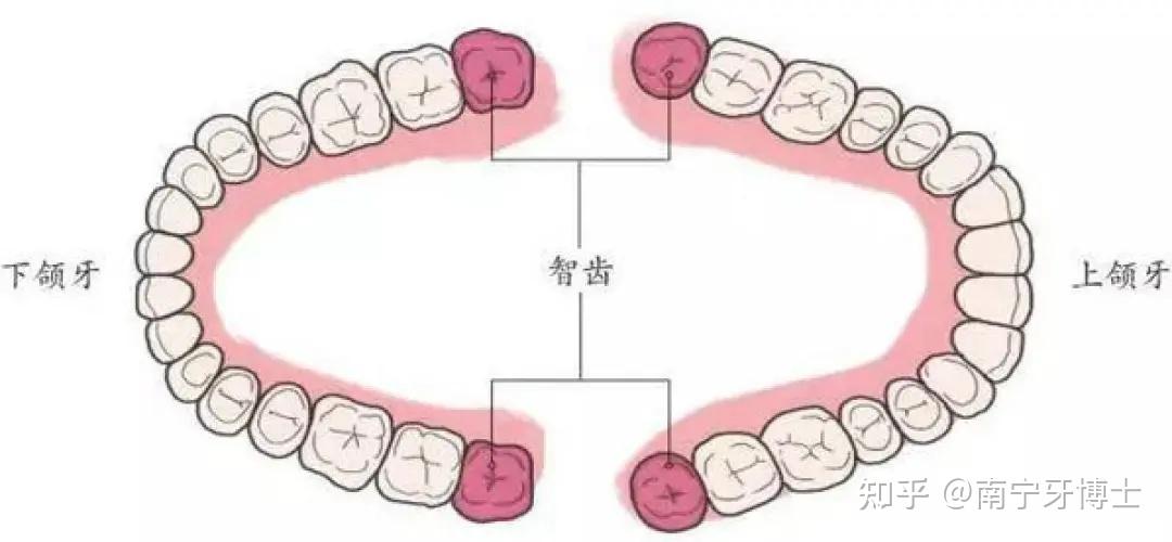 第三磨牙是什么位置图片