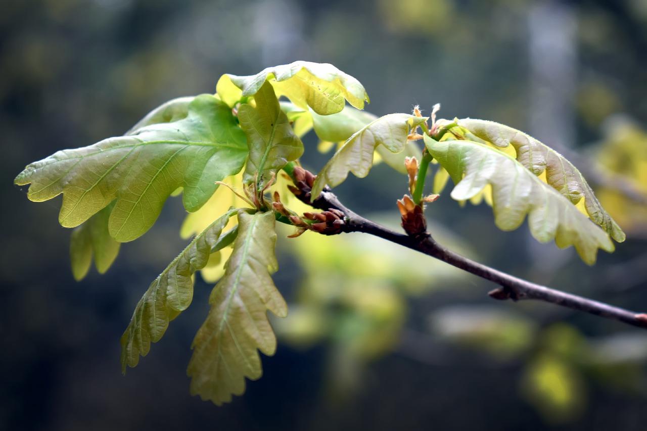 如何区分油蜡皮
