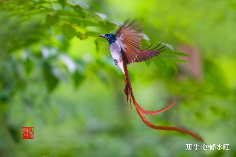 有一種長得類似鳳凰的鳥是什麼鳥