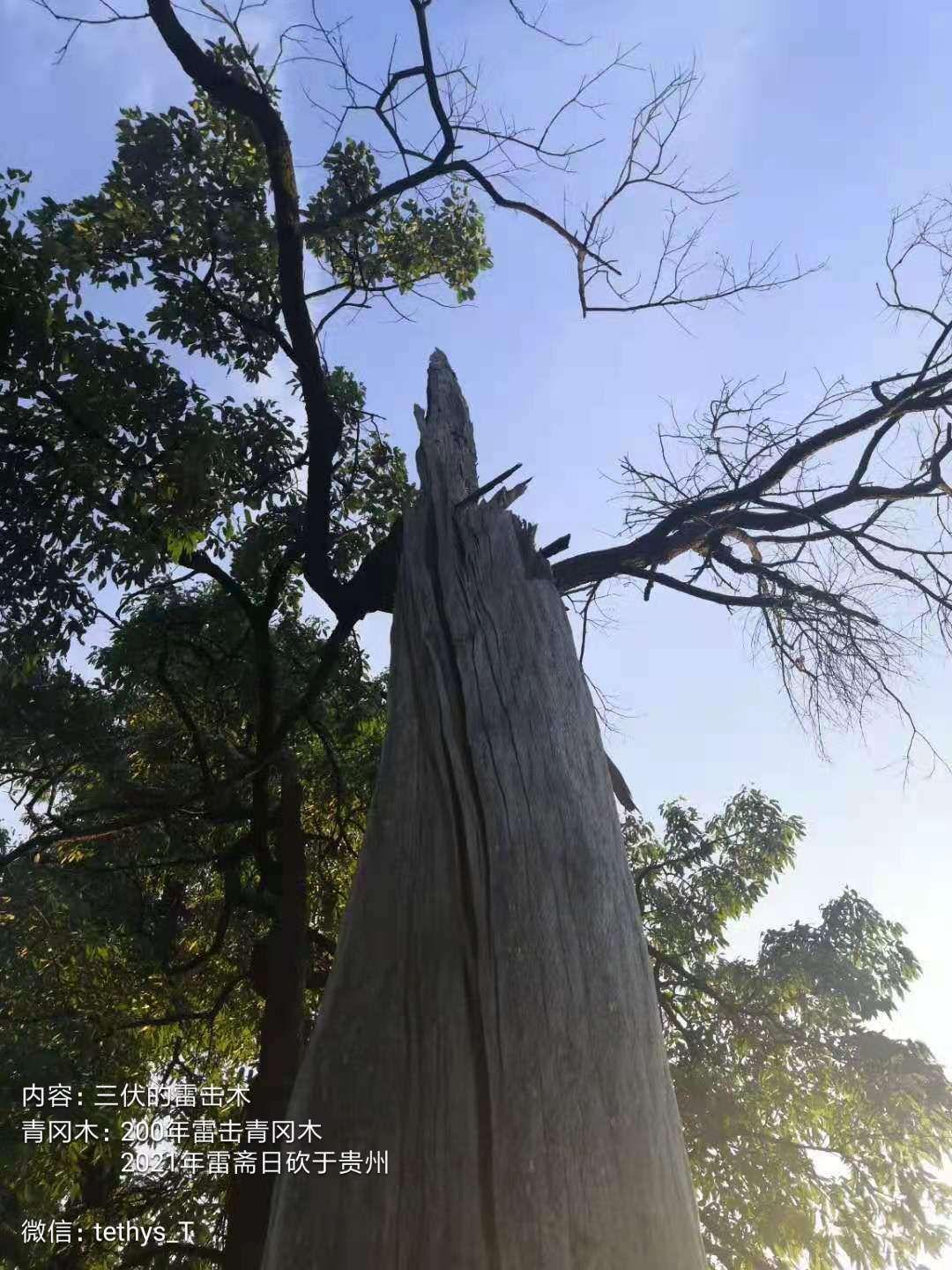 雷擊棗木如何辨別真假啊