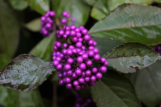 路边紫色果实的植物图片