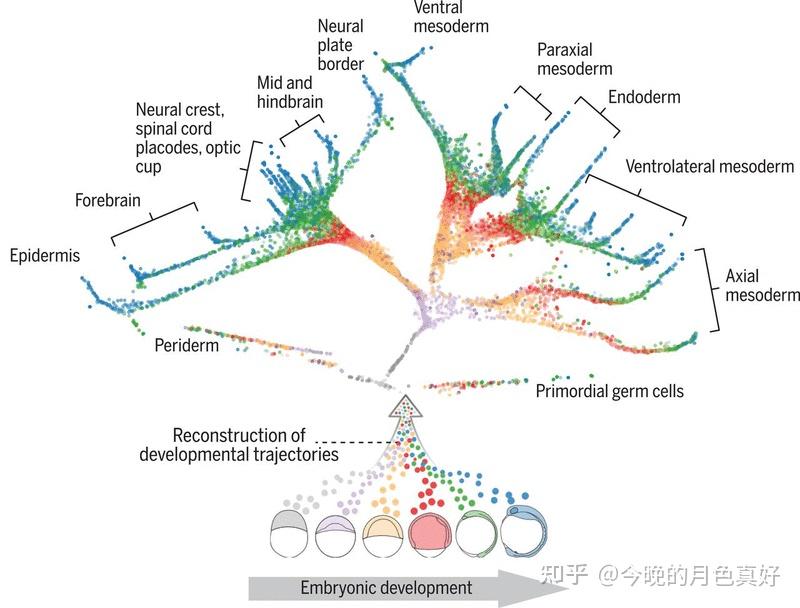 Simultaneous single-cell profiling of lineages and cell types in the ...