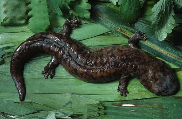 娃娃鱼会咬人吗?咬人有毒吗?