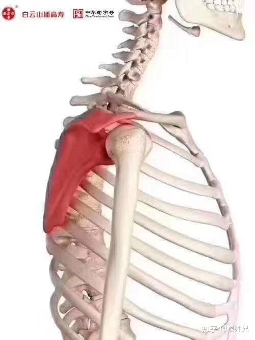 什么方法可以快速解决肌肉拉伤 v2-7837d63807a7e04b063759122ee3ad24_r.jpg