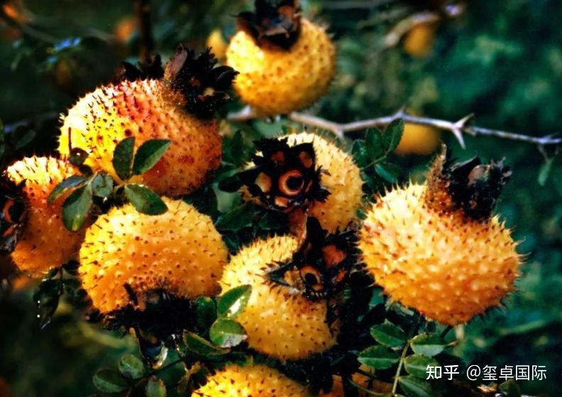 刺梨是金樱子吗?这两者真的是同一种植物吗? - 知乎