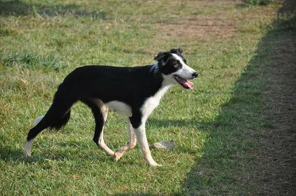 三个半月大的边牧,腿有些外八字,是否需要补钙?能否矫正?