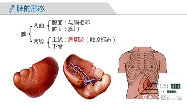 局部解剖学 腹部 — 结肠上区（胰、脾、肝门静脉） - 知乎