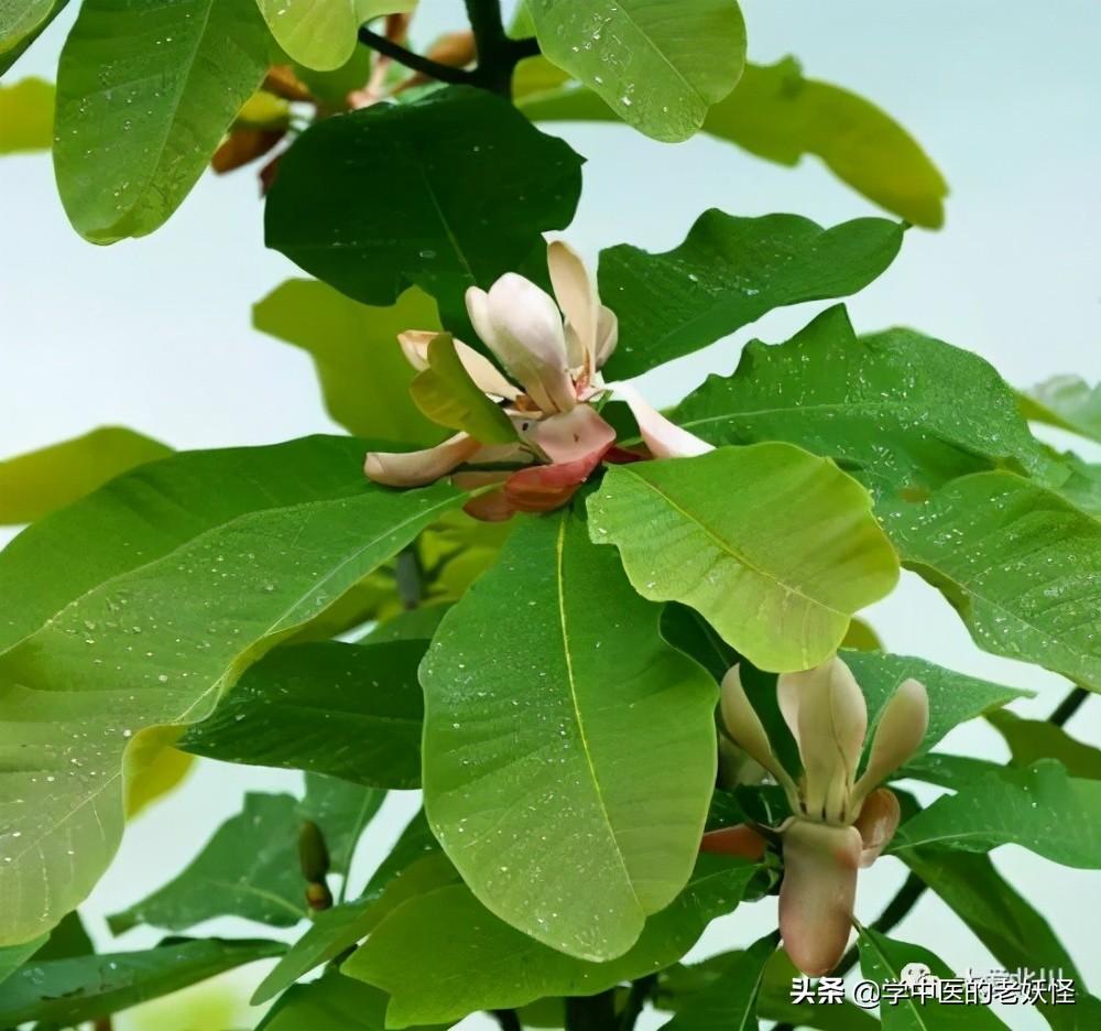 厚朴的作用与功效是什么厚朴有什么功效和作用