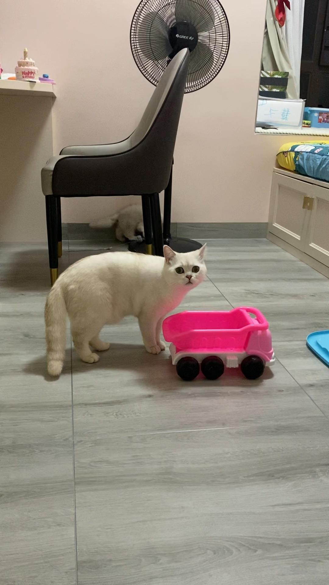 大猫和幼猫相处会怎样? - 知乎