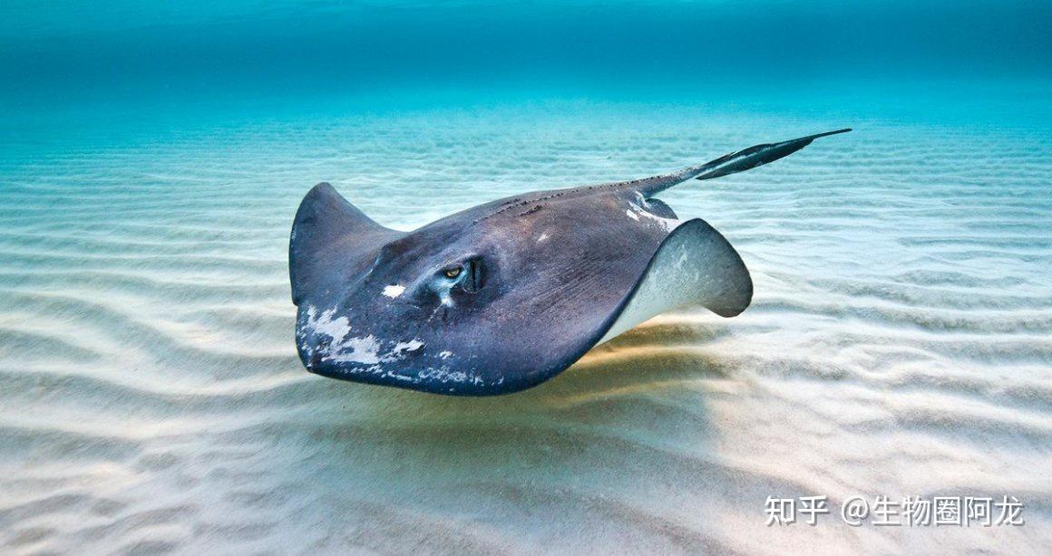 身体会分泌出血清素,血清素会让刺魟进入昏睡状态,这时虎鲸想要怎么