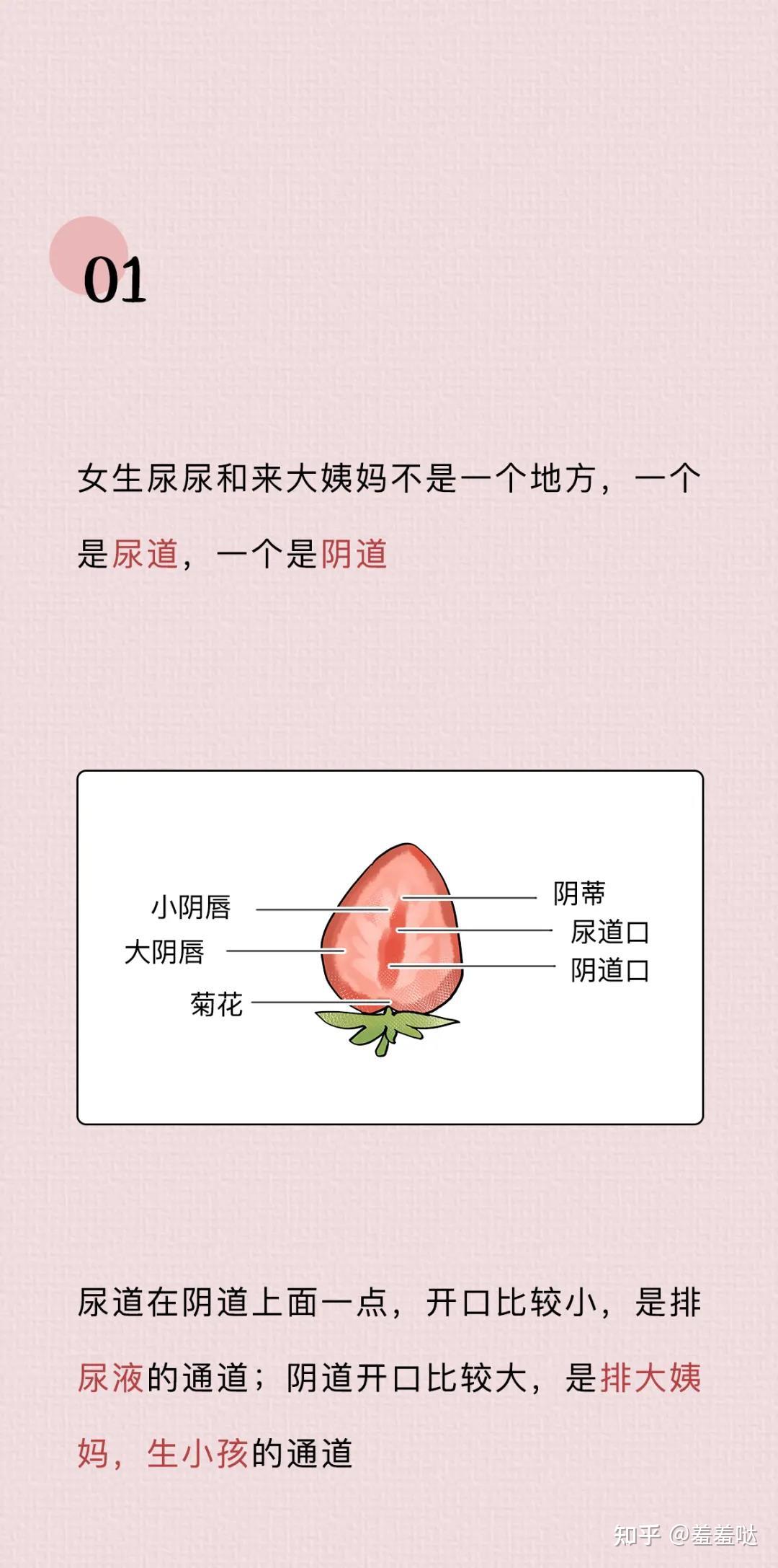 阴道跟尿道是一个孔吗,具体位置是怎么样的? - 知乎