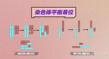 当相互易位仅涉及位置的改变而染色体片段总量不增减,称为平衡易位.