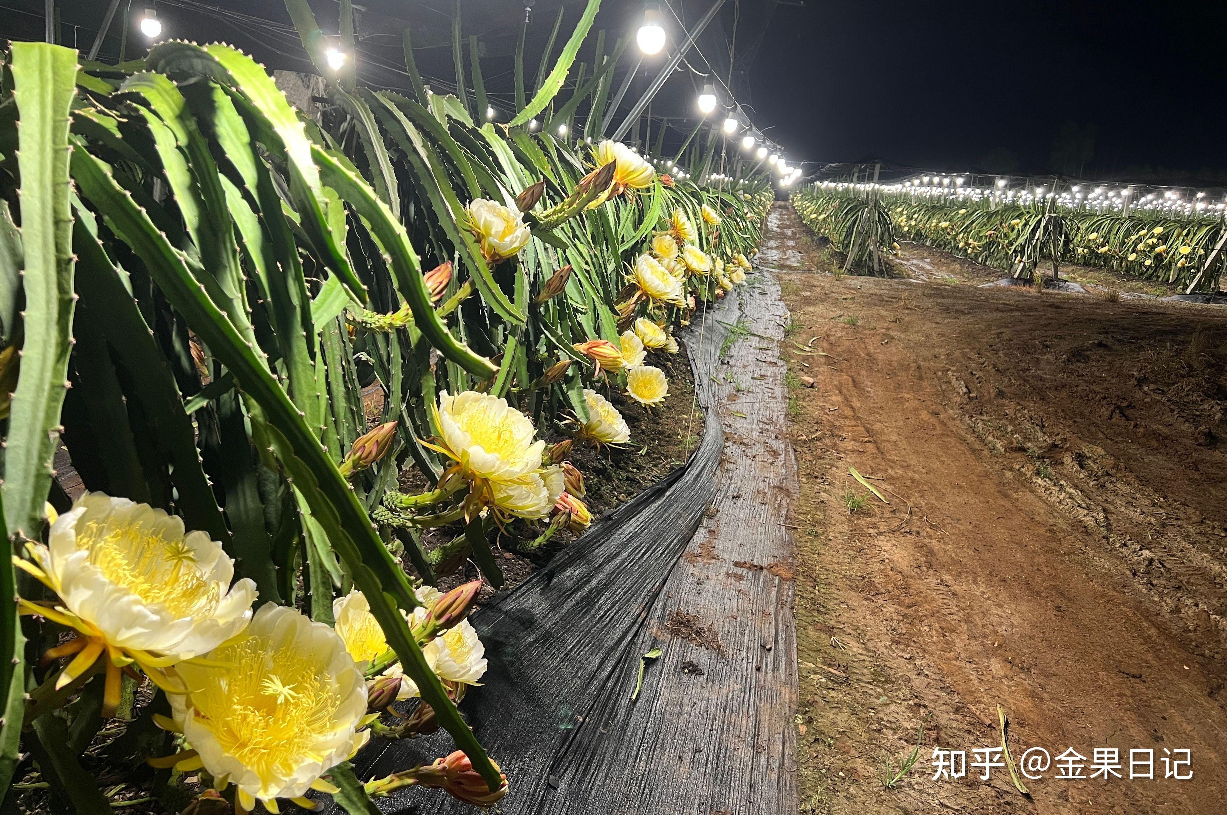 燕窝果种植难点图片