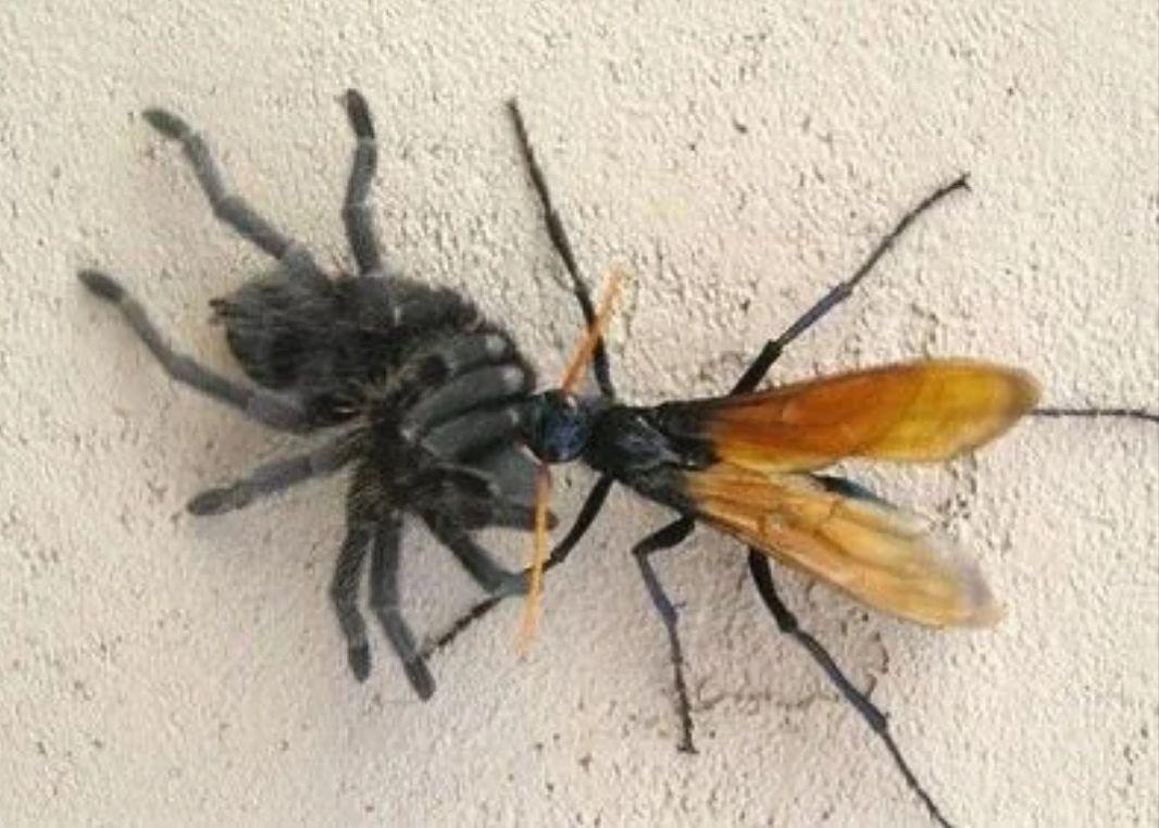 胡蜂,蛛蜂大哥黄蜂,二话不说给你快感黑蜘蛛,长腿大姐大,雄性只是储备