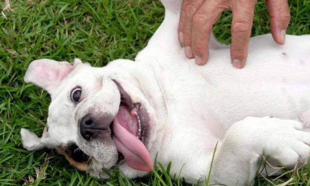 狗狗最喜欢被摸的地方是哪里