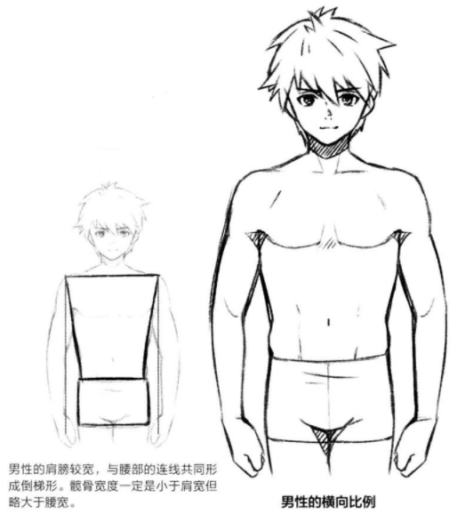 动漫人物肩膀的宽度大概是多少