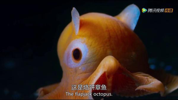 为什么深海的动物都长得那么面目狰狞?