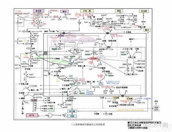 生化代谢图 - 知乎