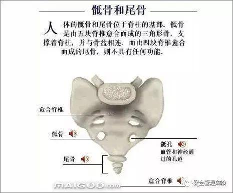 人体骨骼结构图 - 知乎