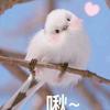 KT酱