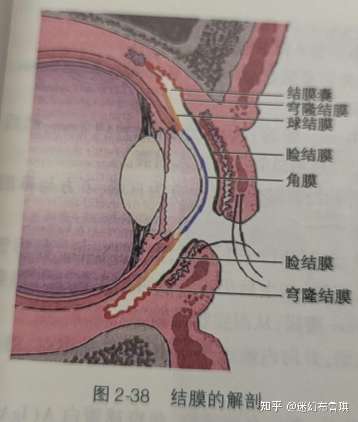 睑腺在哪图片