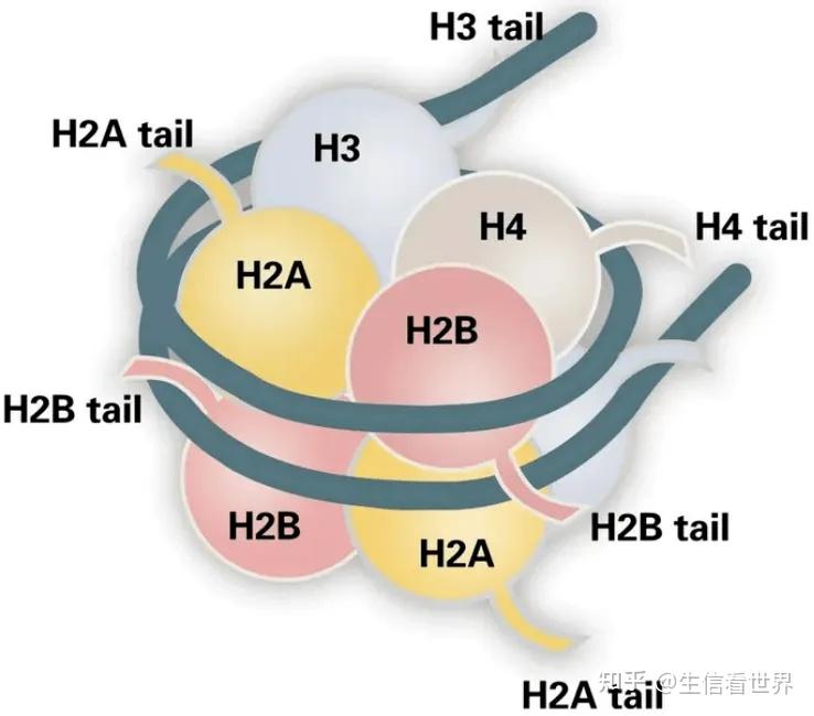 三维基因组的基本概念 - 知乎