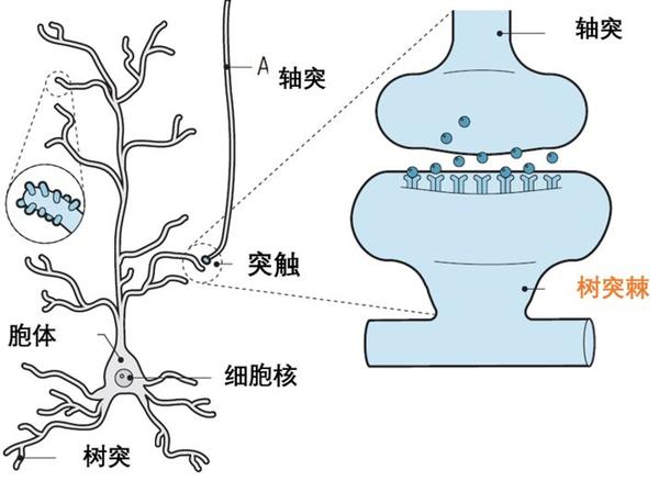 大脑树突图片