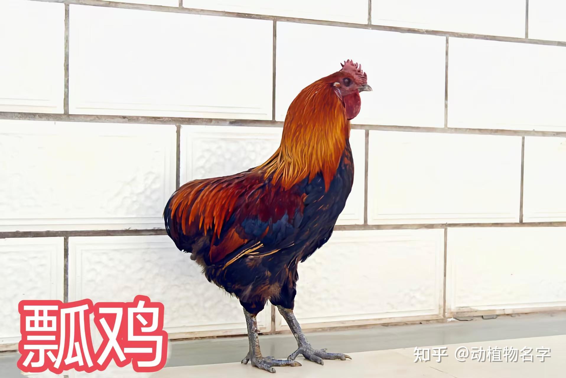 98图带你走进家鸡的世界,家鸡大全第二篇 - 知乎