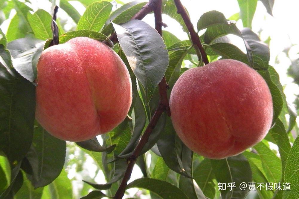 l 老河口大仙桃老河口大仙桃与锅巴名气不相上下.