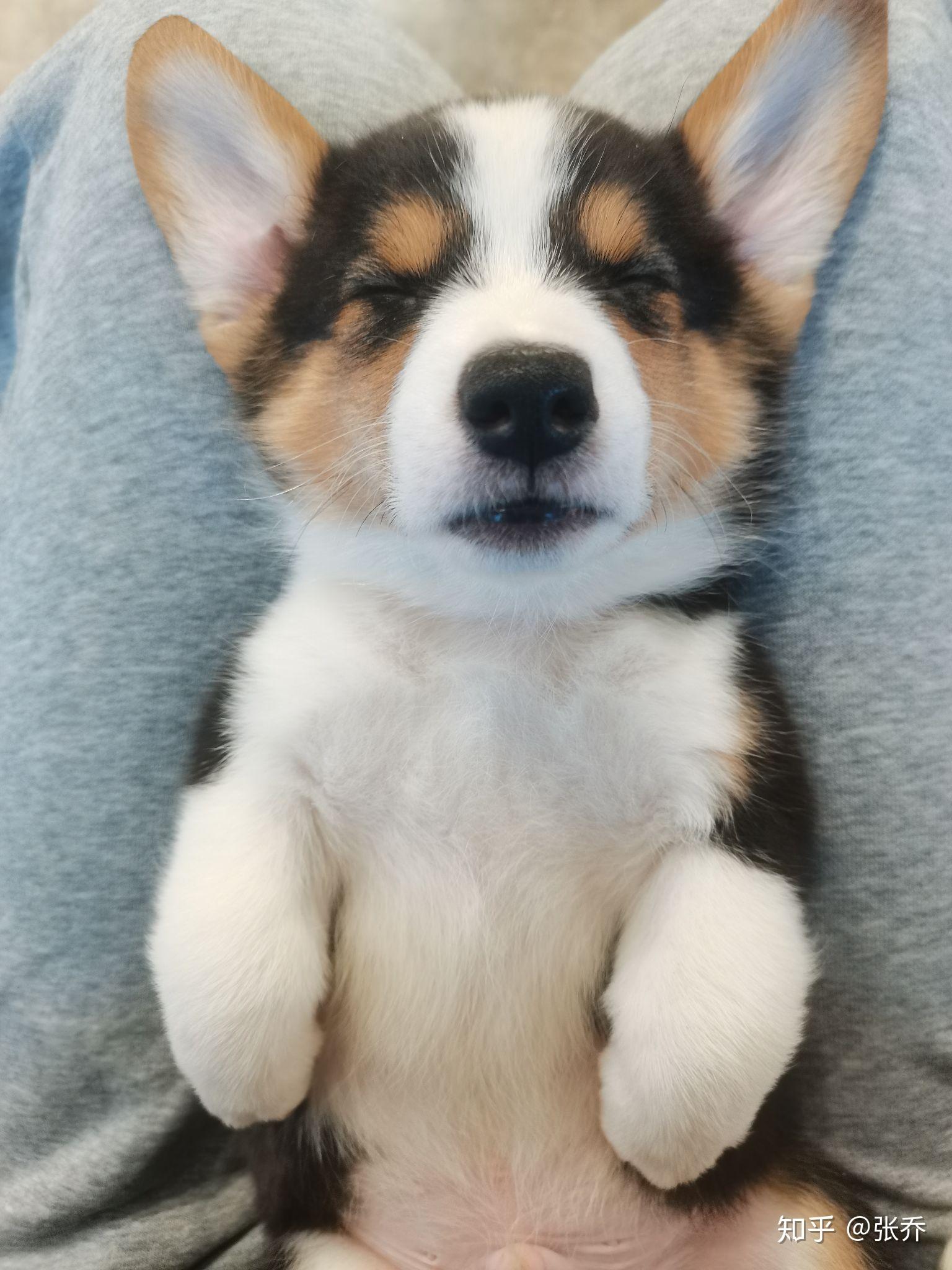 自家富养柯基宝宝找新家