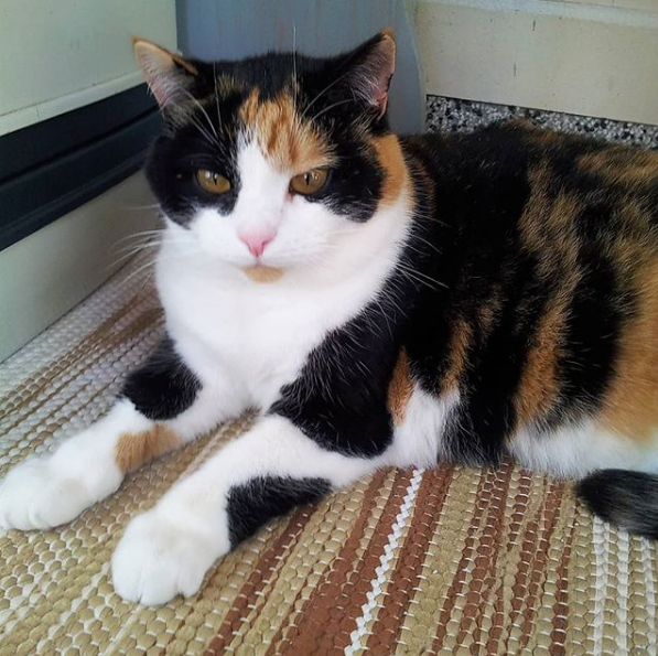 吸猫大会:三花猫nuppu